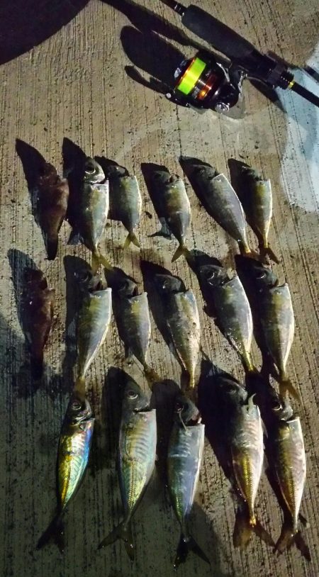 まだまだなんとかアジング