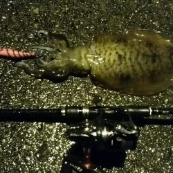 雨の中　粘ってキャッチ