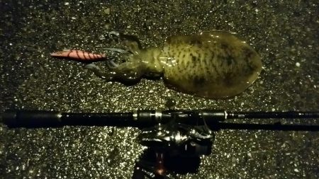 雨の中　粘ってキャッチ