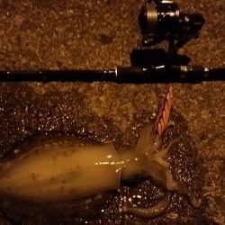 あちこちランガンで捕獲