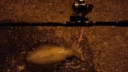 あちこちランガンで捕獲