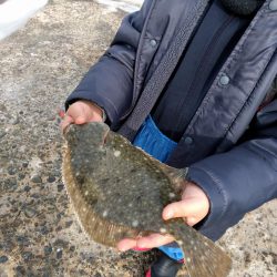 はじめてのカレイ