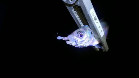 愉しいアジング！！