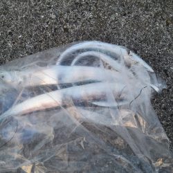 タチウオ絶好調！