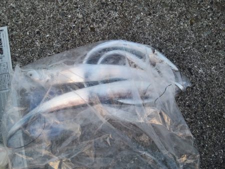 タチウオ絶好調！