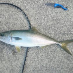 ついにメジロ‼