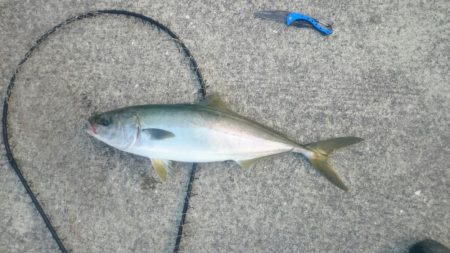 ついにメジロ‼