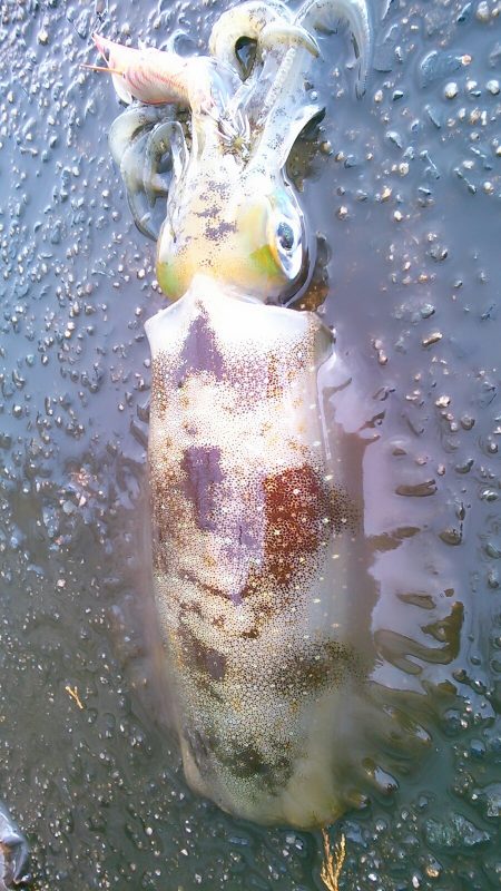 え、まさかの新子祭？