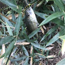 紀の川で小バス