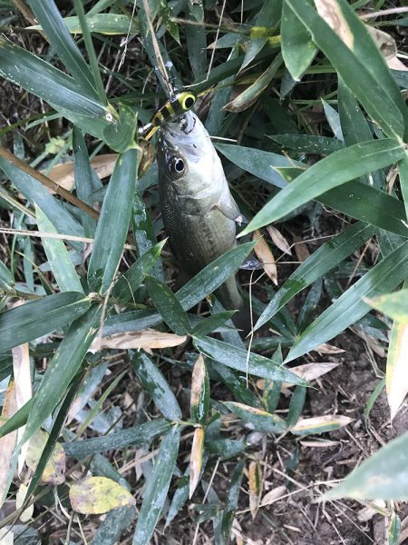 紀の川で小バス