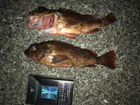 夕まずめガシラ