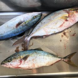 久々のショアジギ