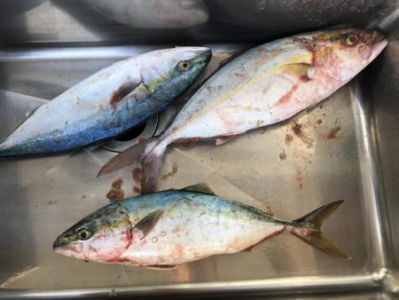 久々のショアジギ