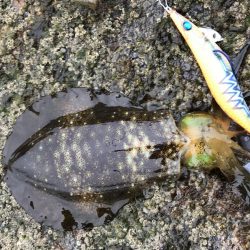 良型には逢えず！