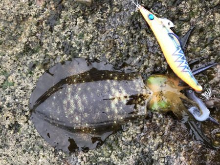 良型には逢えず！