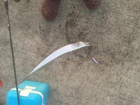 全体的にサイズアップ