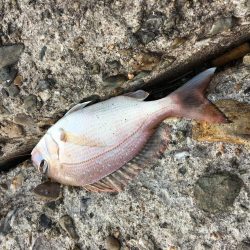 kissできませんでした、、、