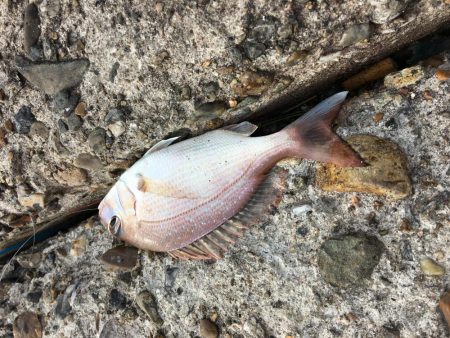 kissできませんでした、、、