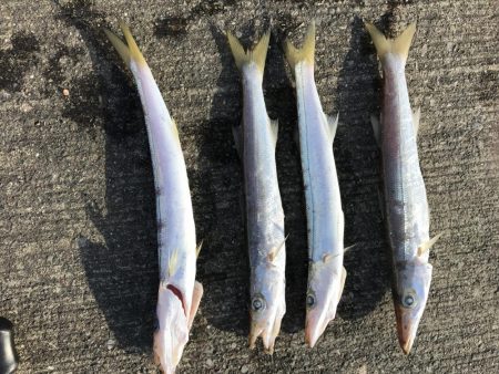 久留和港でサビキでもカマス！？