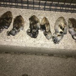 コウイカ入れ食い