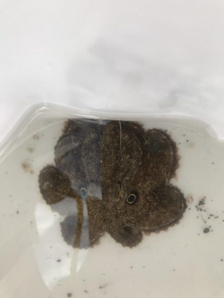 まさかのマダコ！？