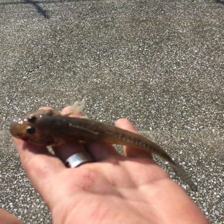 東扇島が封鎖されていたため、浮島で釣りました。