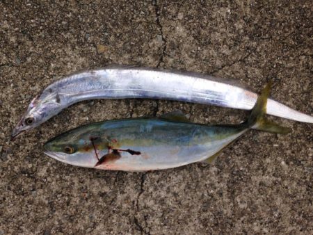 ハマワンタチワン