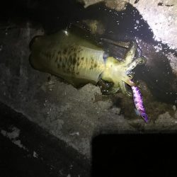 大きくなってきてます