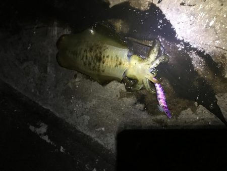 大きくなってきてます