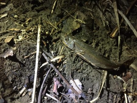 多摩川で魚釣り