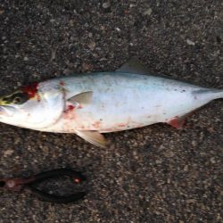 1回ぼうず挟んでハマチゲット