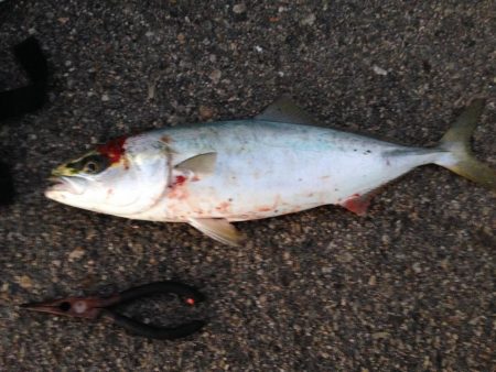 １回ぼうず挟んでハマチゲット