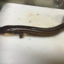 タチウオ狙いのはずが