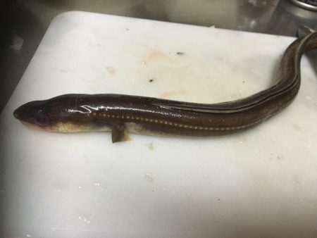 タチウオ狙いのはずが