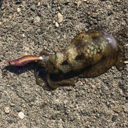 久しぶりのエギング