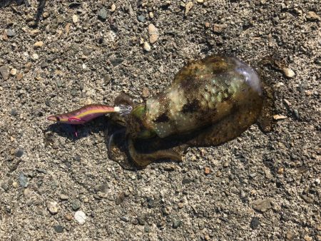 久しぶりのエギング