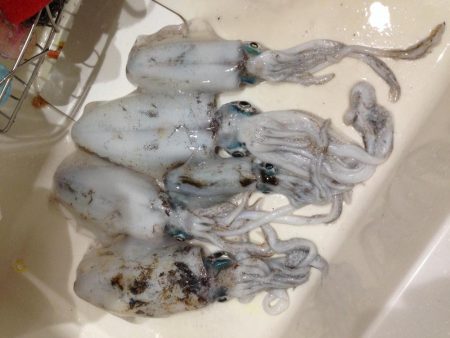 イカ釣ったぞ〜