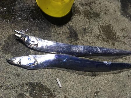 まだまだ敦賀の太刀魚健在でした