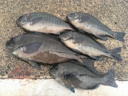 タチウオ終了のお知らせ