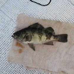 豊浜釣り桟橋　北風が厳しい季節になりました