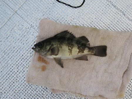 豊浜釣り桟橋　北風が厳しい季節になりました