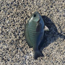 周南 戸田桑原漁港