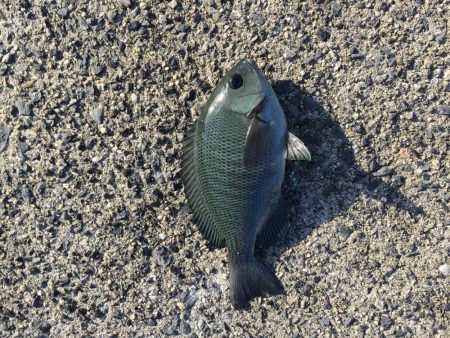 周南 戸田桑原漁港