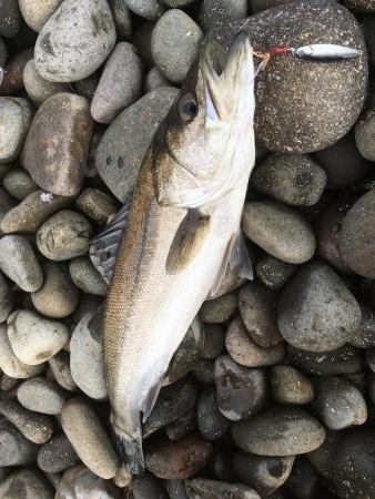 マイクロベイト攻略