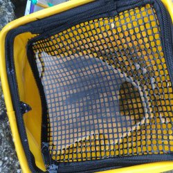 大物にビックリ