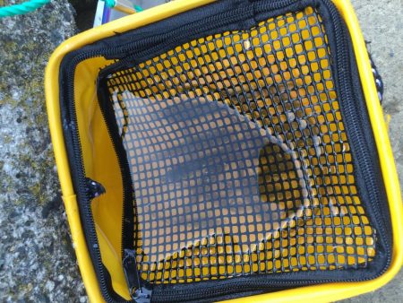 大物にビックリ