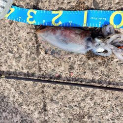 アオリイカ、キジハタ