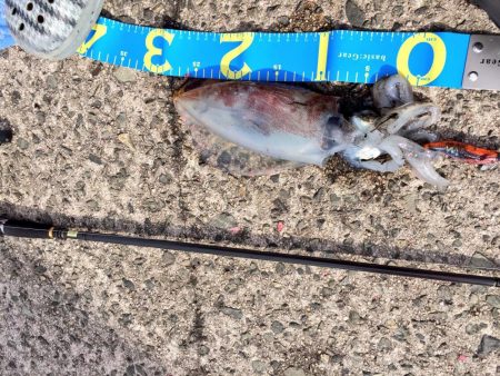 アオリイカ、キジハタ