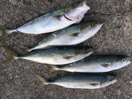 鳴門波止 青物好調！