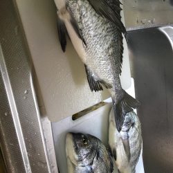 津田沖一文字でチヌ